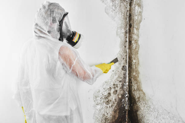 Crawl Space Mold Removal in Thonotosassa, FL