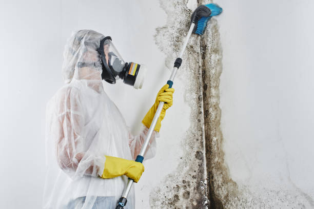 Best Attic Mold Removal  in Thonotosassa, FL