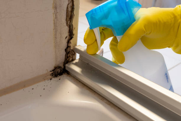 Best Mold Removal and Inspection  in Thonotosassa, FL
