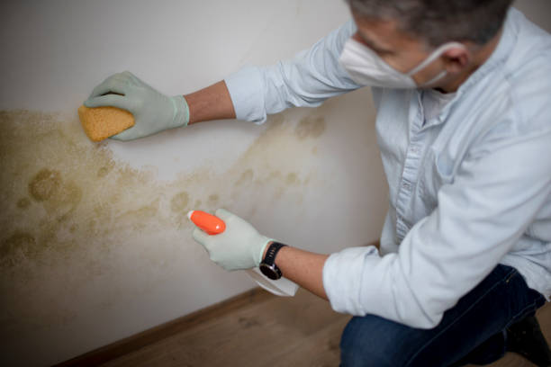 Mold Removal and Inspection in Thonotosassa, FL