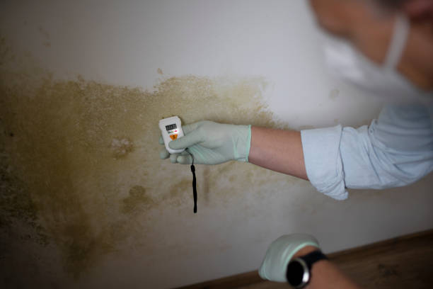 Best Professional Mold Removal  in Thonotosassa, FL