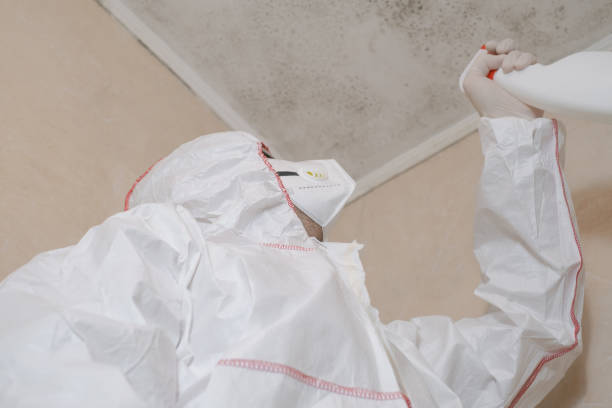 Best Mold Remediation Experts  in Thonotosassa, FL