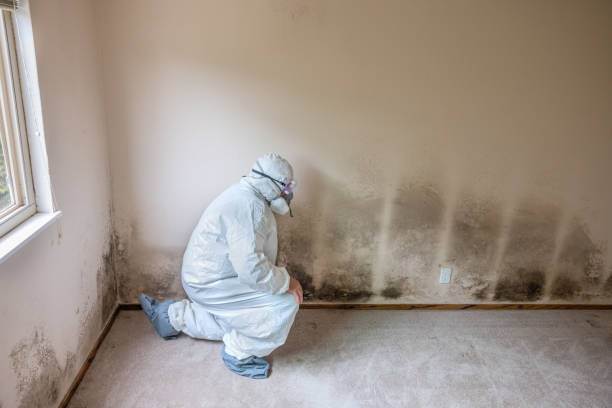 Best Mold Damage Repair  in Thonotosassa, FL