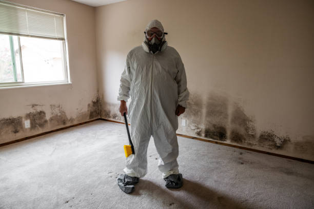 Best Professional Mold Removal  in Thonotosassa, FL