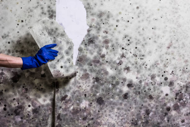 Best Mold Removal Company Near Me  in Thonotosassa, FL