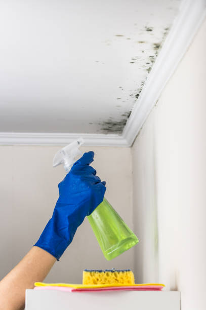 Best Residential Mold Removal  in Thonotosassa, FL