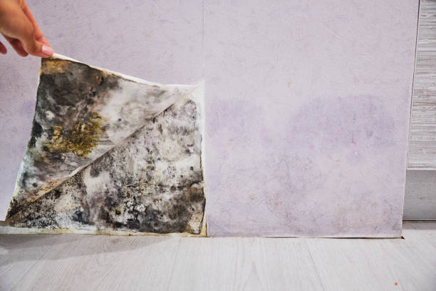 Thonotosassa, FL Mold Removal Company